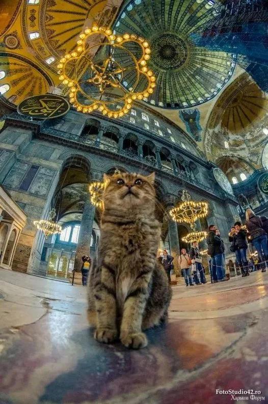 1701253411731.webp