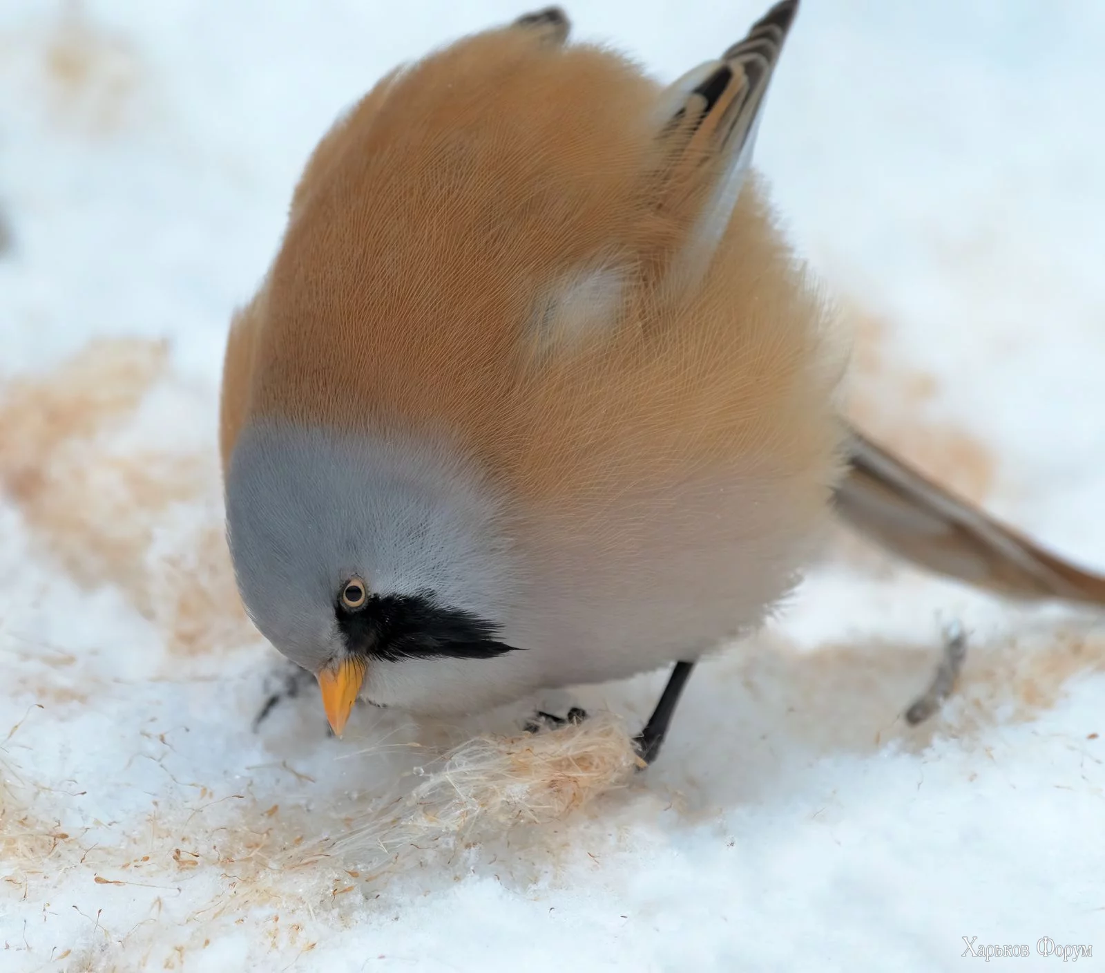 1708289642546.webp 1708289642546.webp