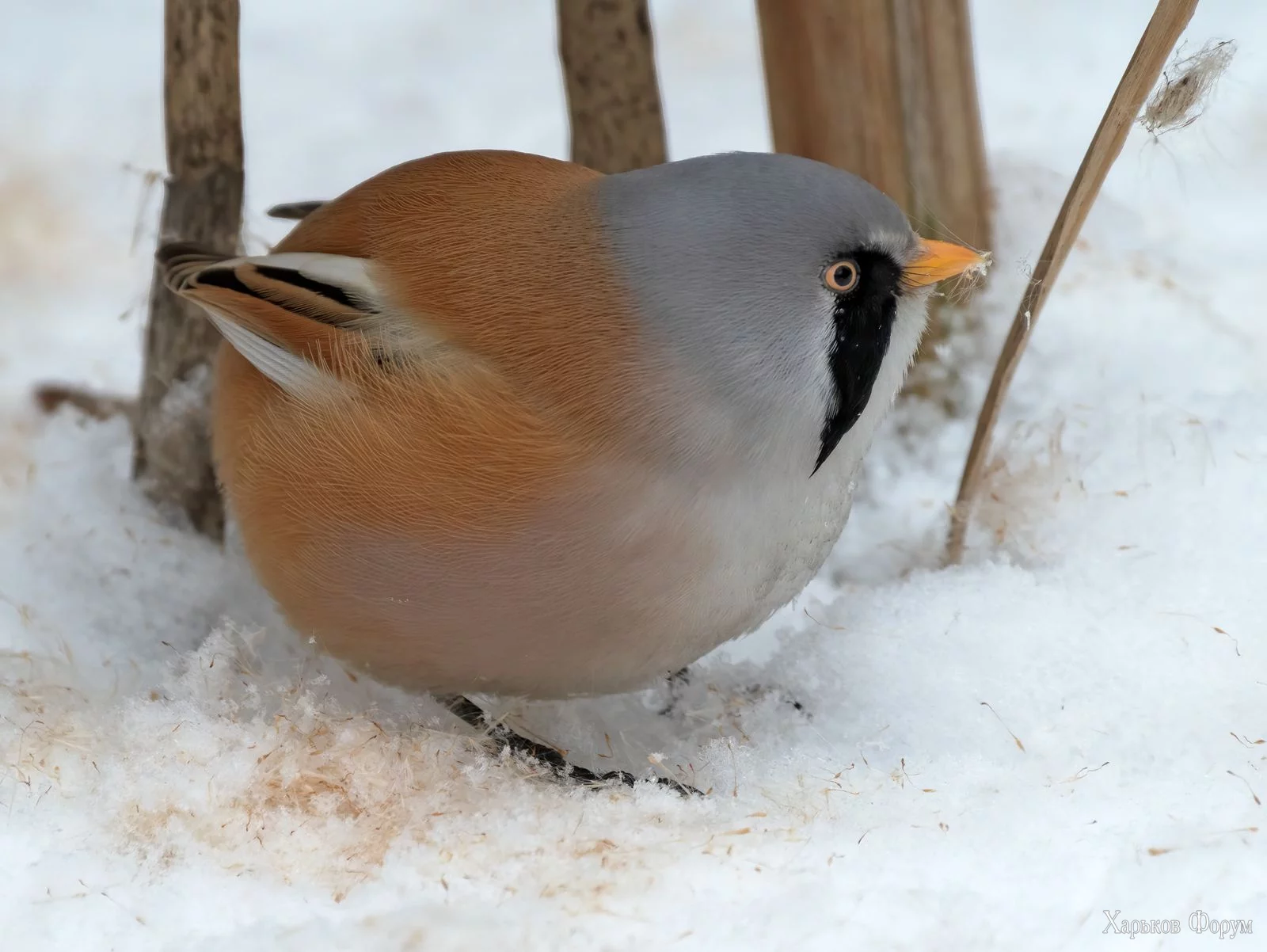 1708289654946.webp 1708289654946.webp