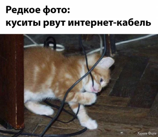 1710610486672.webp
