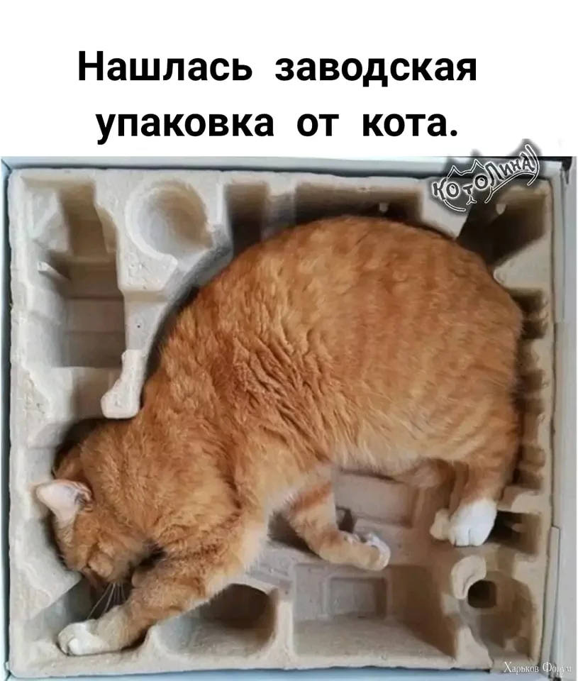 1717428031032.webp