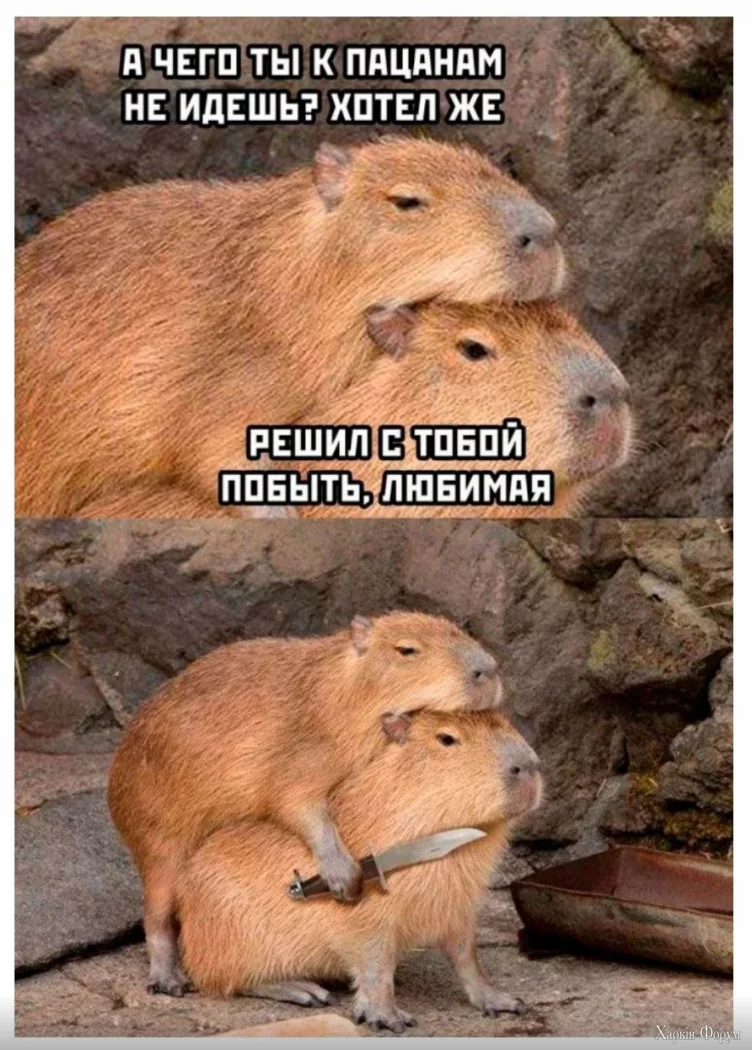 1721722699445.webp
