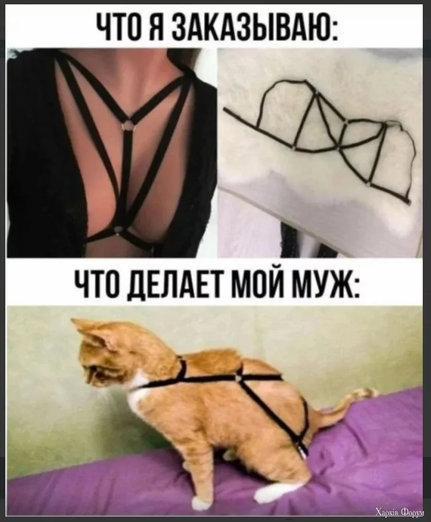 1723570868540.webp