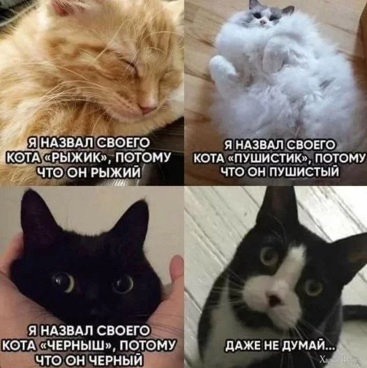 1724434647483.webp