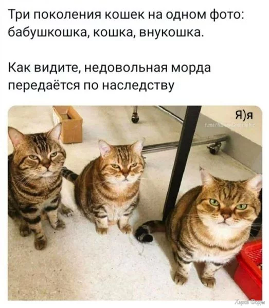 1724960096366.webp