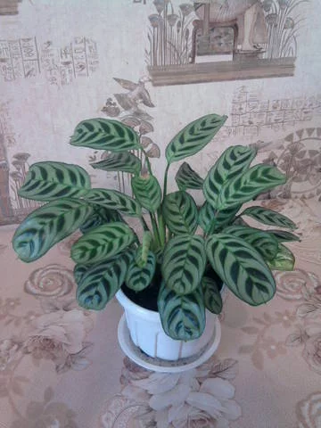 1725459_m.webp