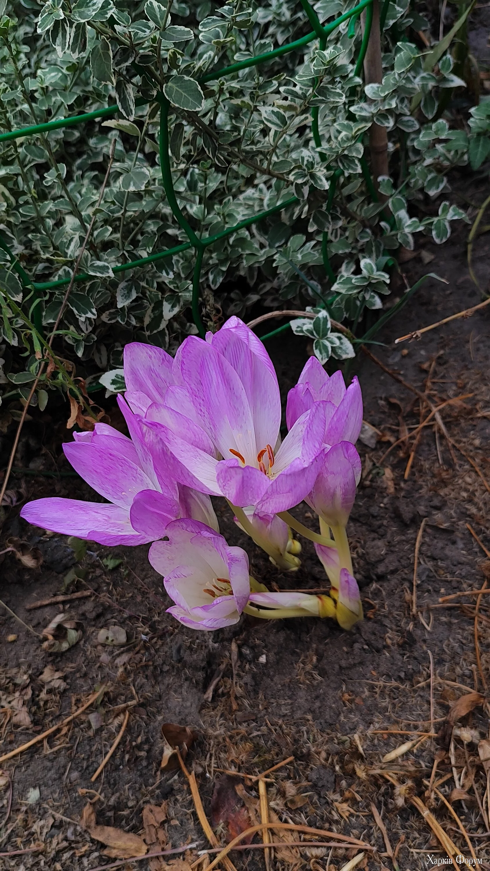 1726811351621.webp