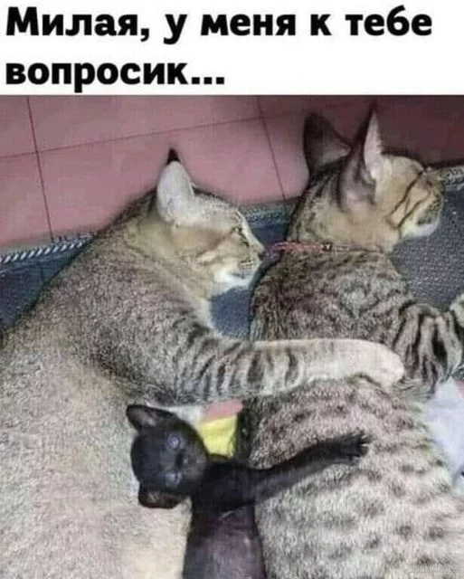 1729958499830.webp