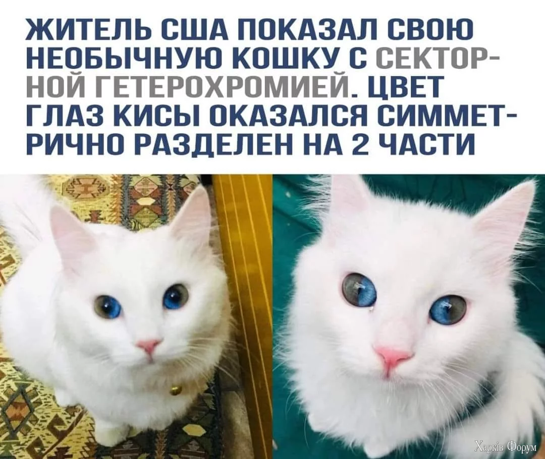 1730577229892.webp