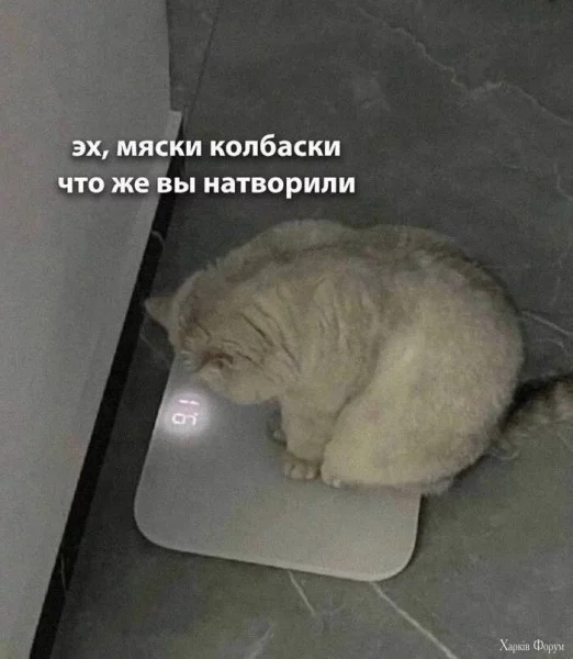 1730934438023.webp