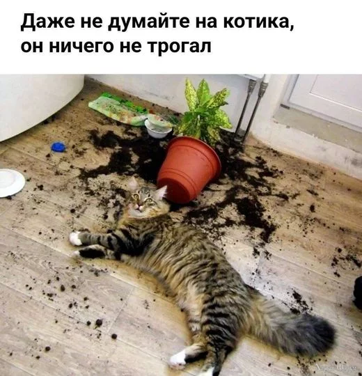 1732208248496.webp
