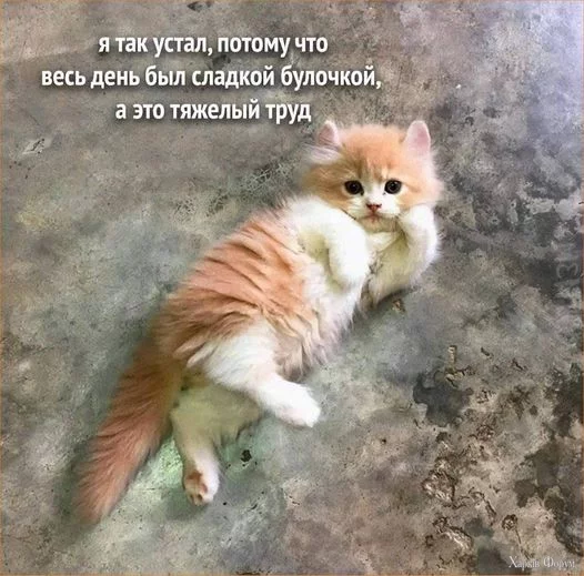 1732473054747.webp