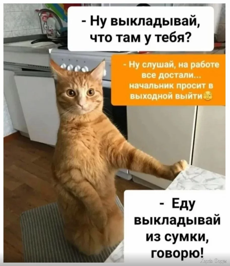 1734271580898.webp