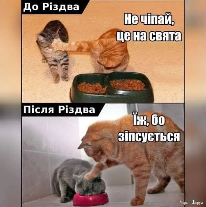 1735240113304.webp