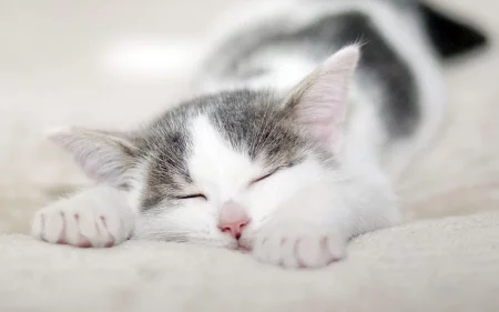 1736342-bigthumbnail.webp