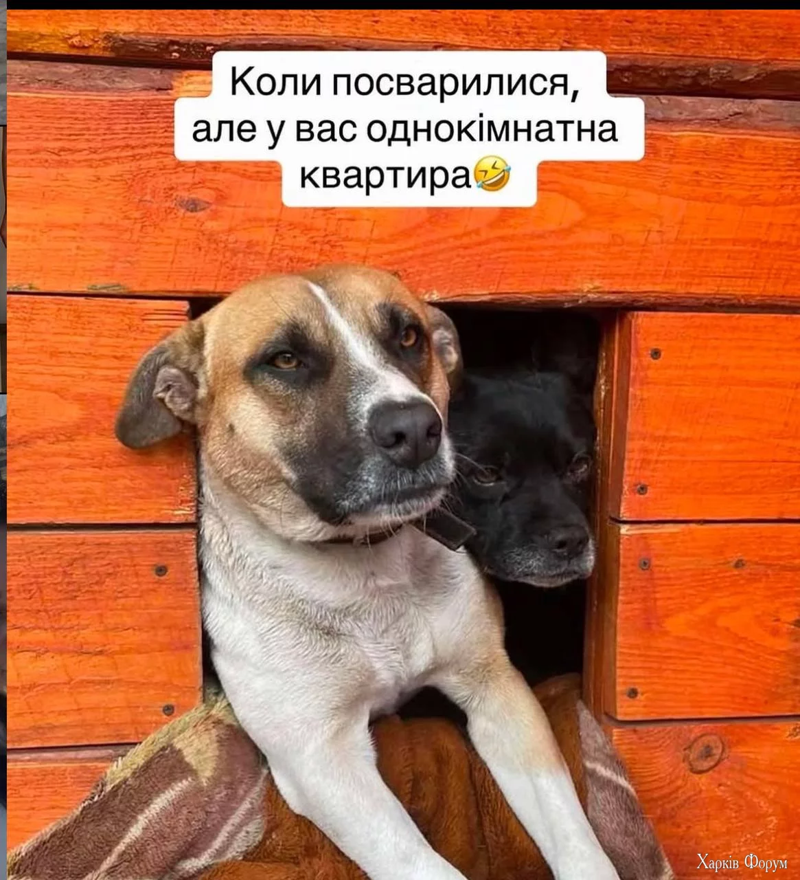 1738612247805.webp