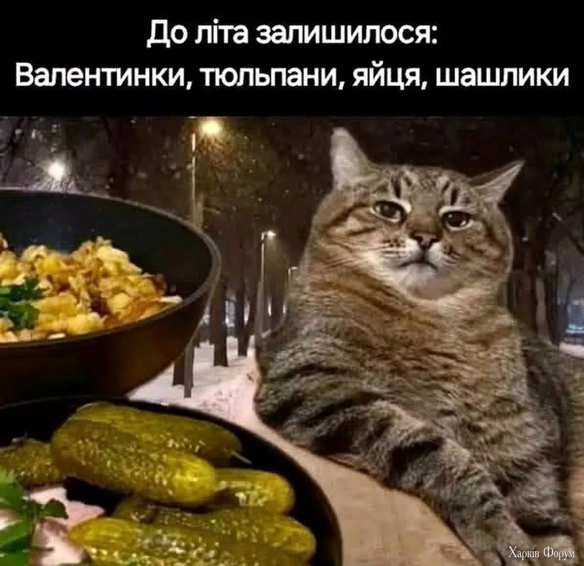 1739373959933.webp