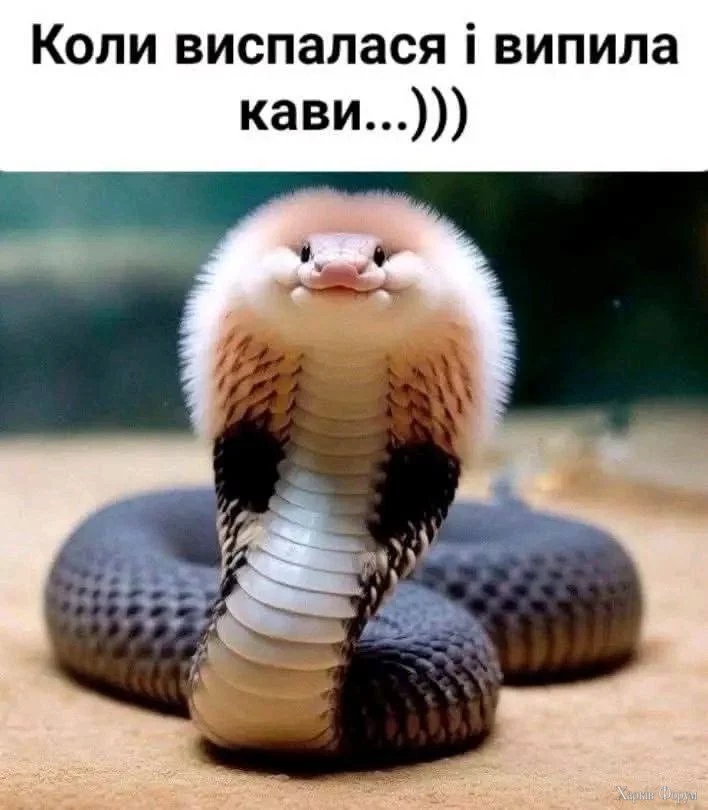 1739603534432.webp