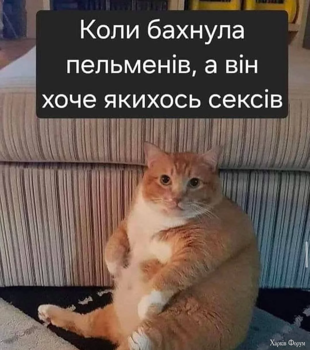 1740071445017.webp