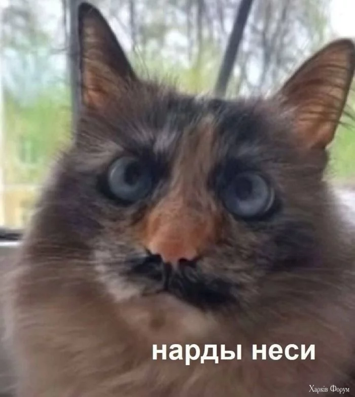 1742205098-mixnews-a9641a00778aa6e80612171b7c302242.webp