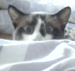 1742e57115bf336cb578c8.gif