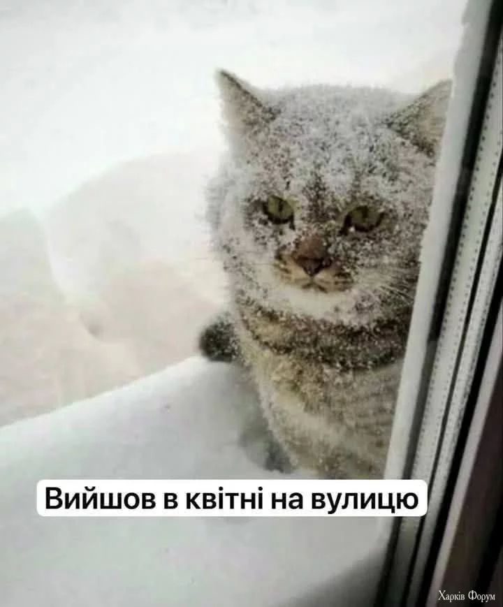 1744275388719.webp