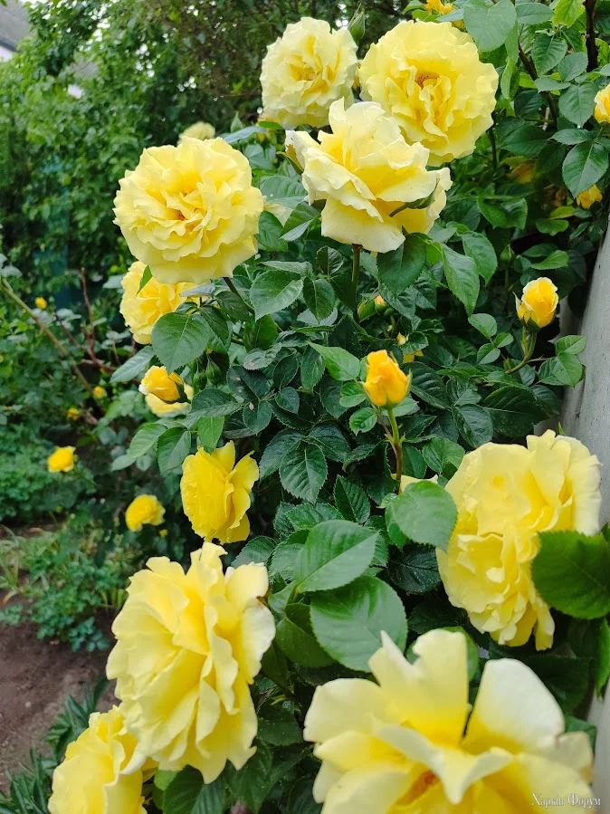 1748541559904.webp