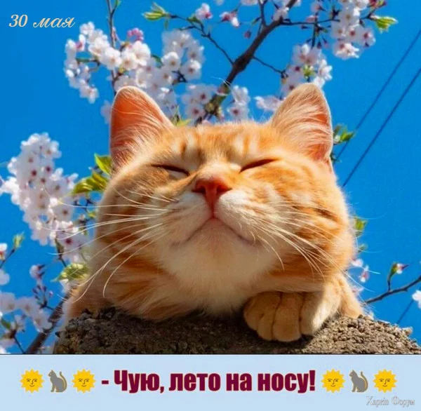 1748651253464.webp