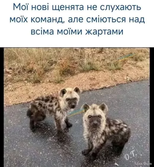 1751107411158.webp
