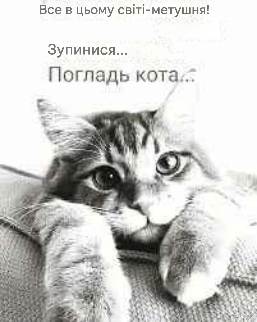 1752511905264.webp