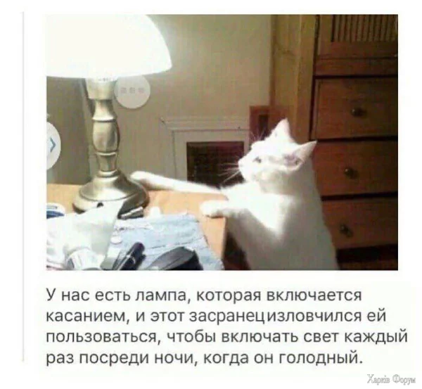 1752531415476.webp