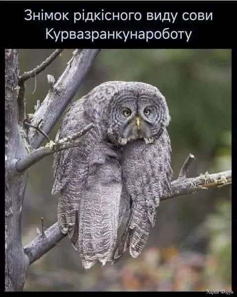 1753089935147.webp