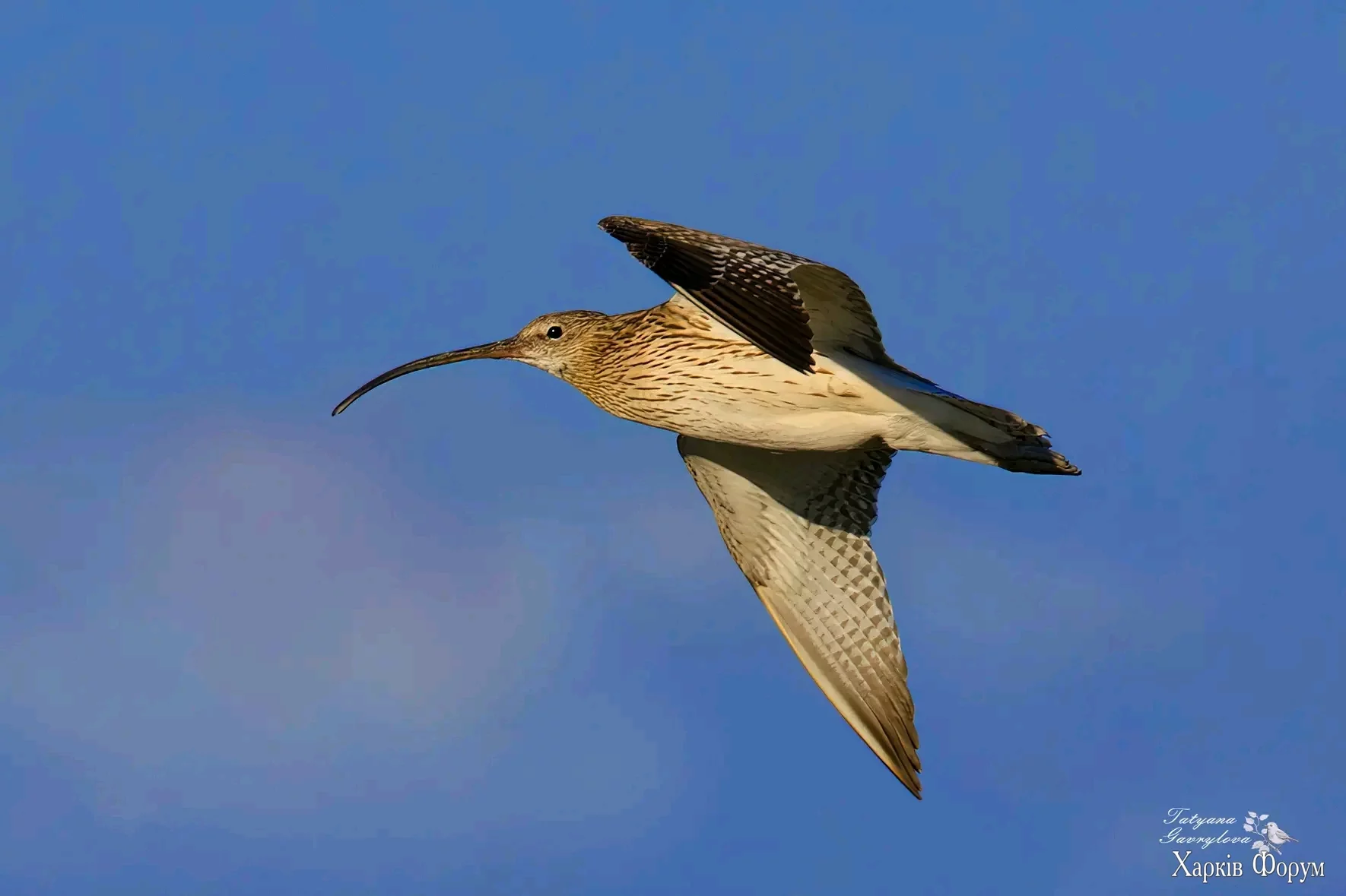 1755035444124.webp