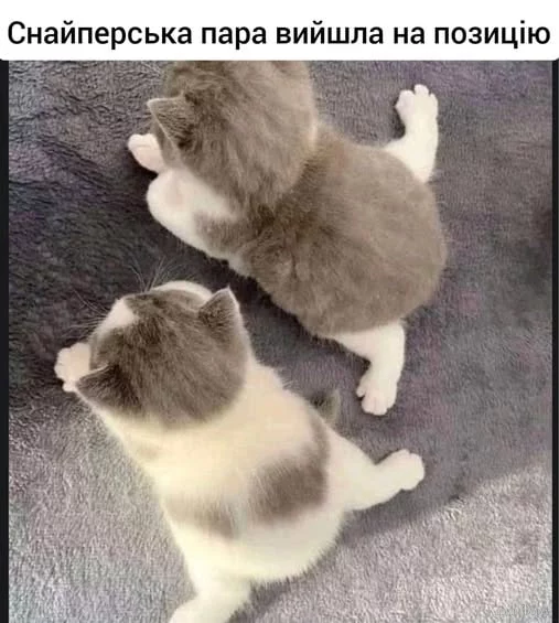 1755715478344.webp