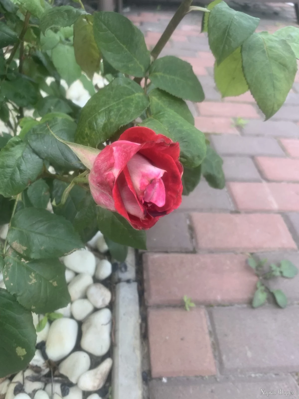1756037478211.webp