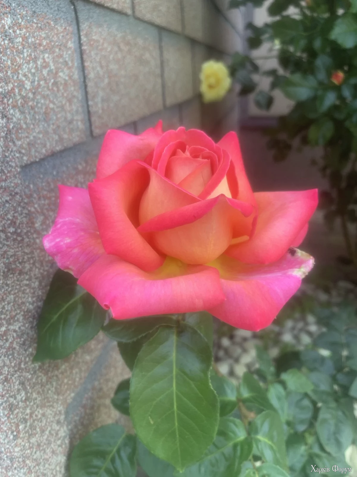 1756037537397.webp