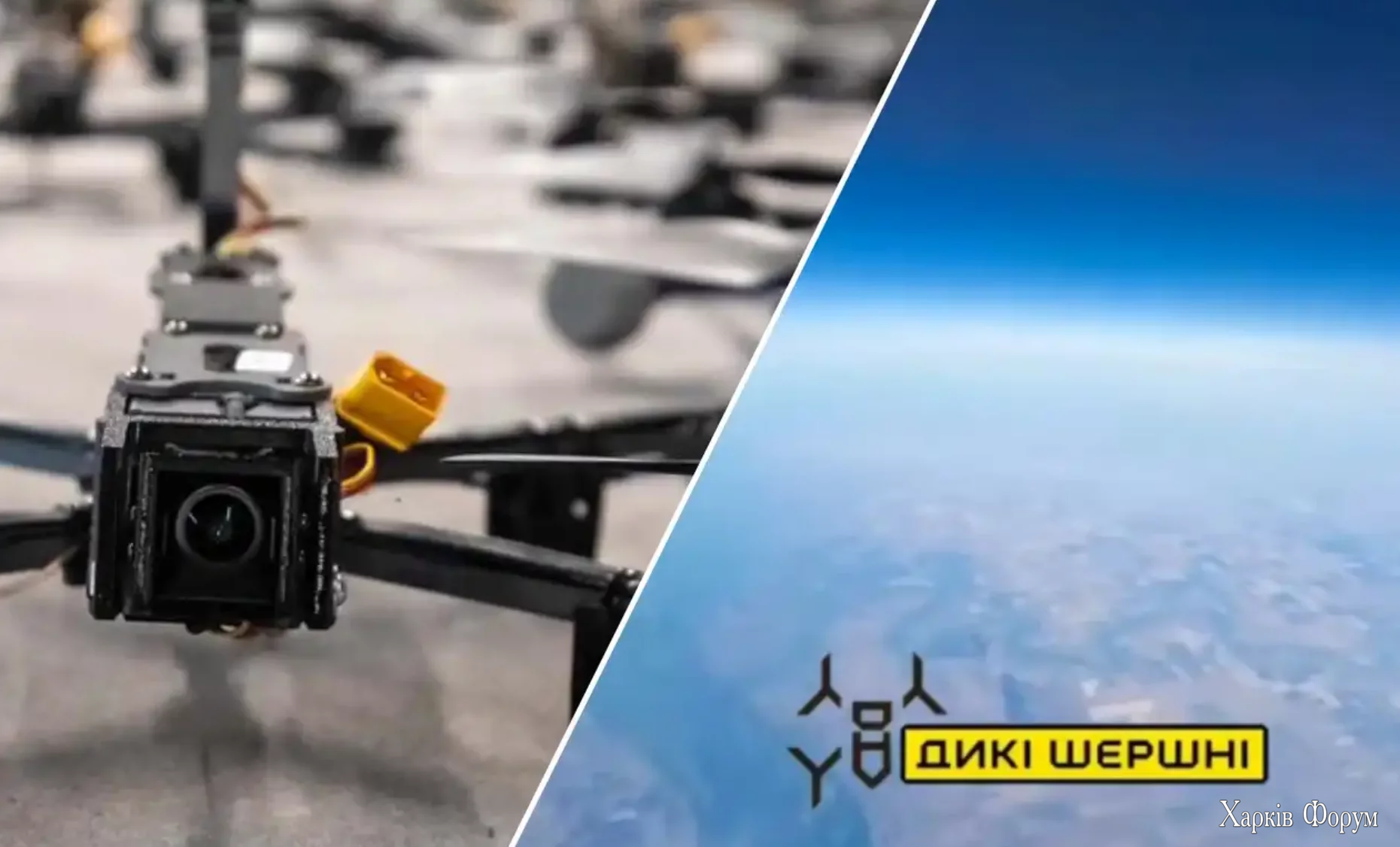 Дикі шершні
