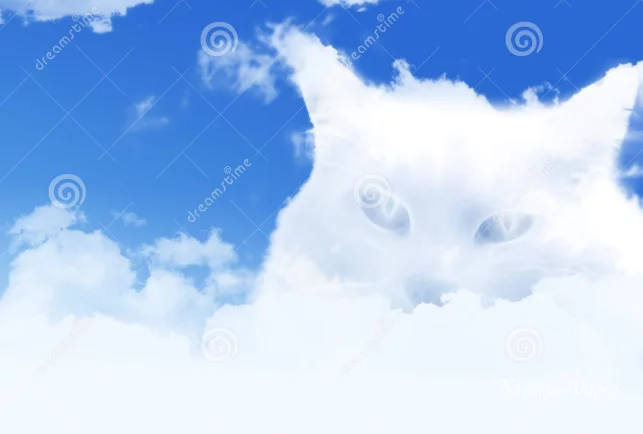 1762a505951f3f0ec85ac6cd.webp