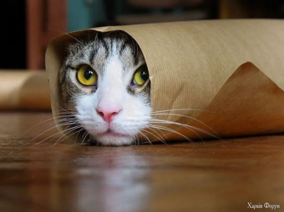 котє