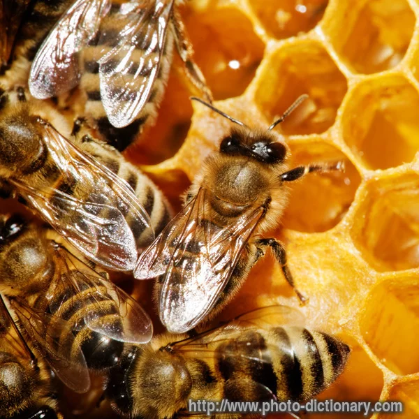 1765honeycomb.webp