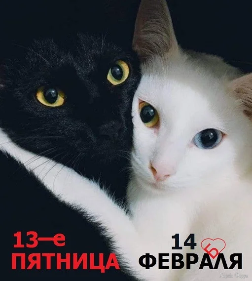 1771031350625.webp