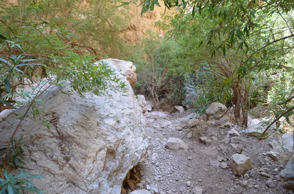 17786_1000.webp