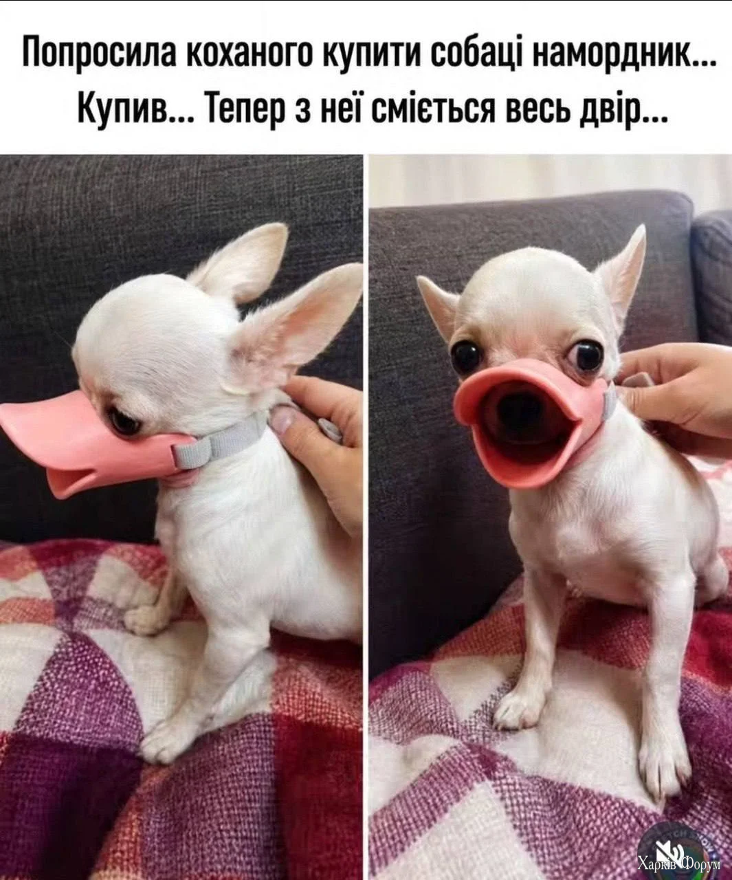 1779473432232.webp