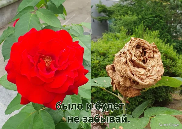 1780423351725.webp