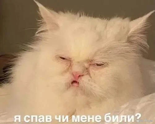 1781070839819.webp