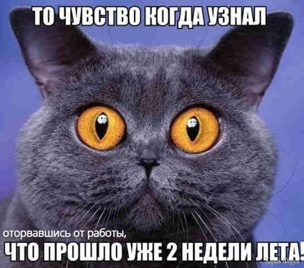 1781735934357.webp