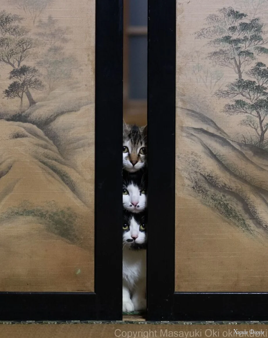котє