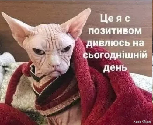 1785826412710.webp
