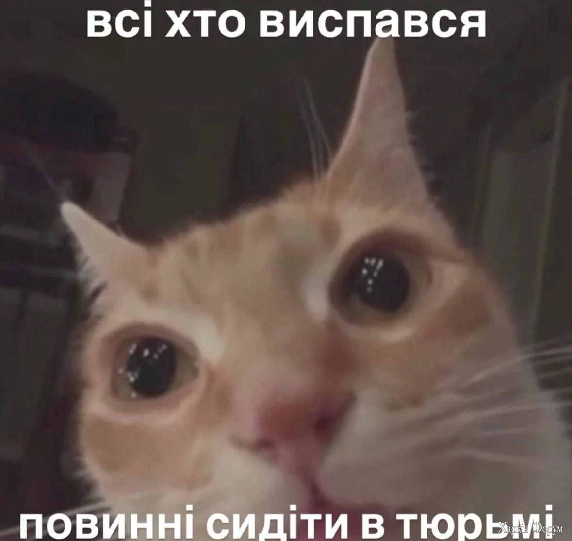 1785826931626.webp