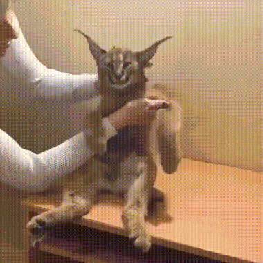 178b557bd6e70282f87cb05.gif